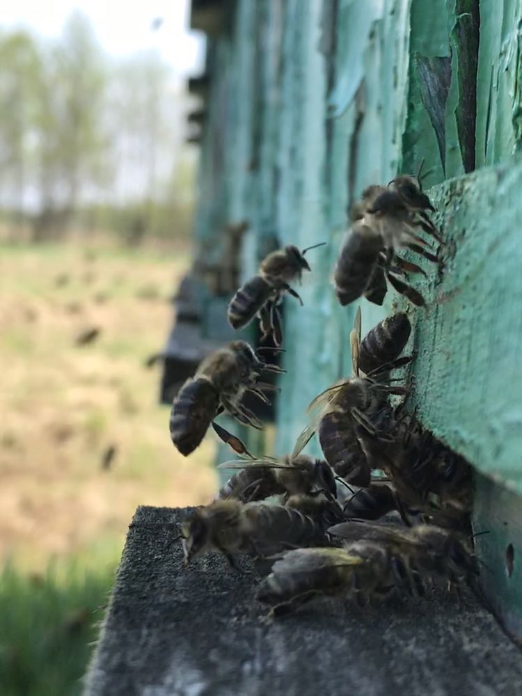 Пакети бджіл, бджолопакети, 2024. Карпатська порода