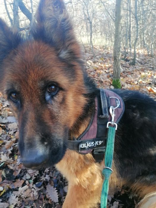 KIRA młoda suczka w typie owczarka niemieckiego szuka domu