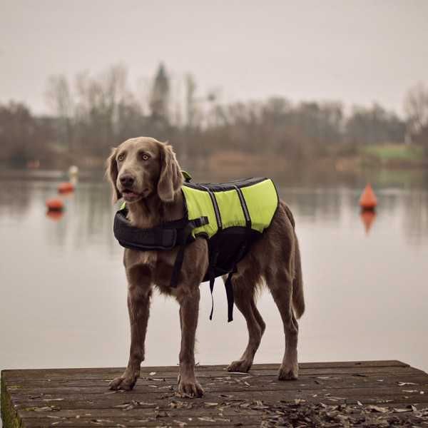 NOVO - Colete salva-vidas para cães - Duvo+