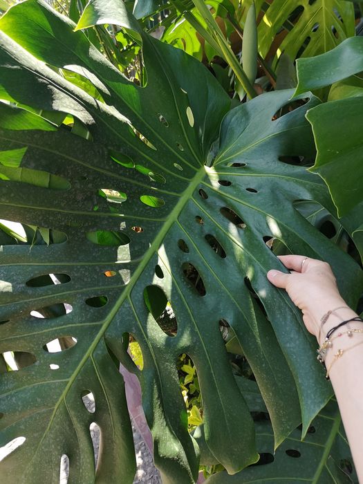 Folhas Naturais Gigantes de Monstera – +50cm – Decoração e Eventos