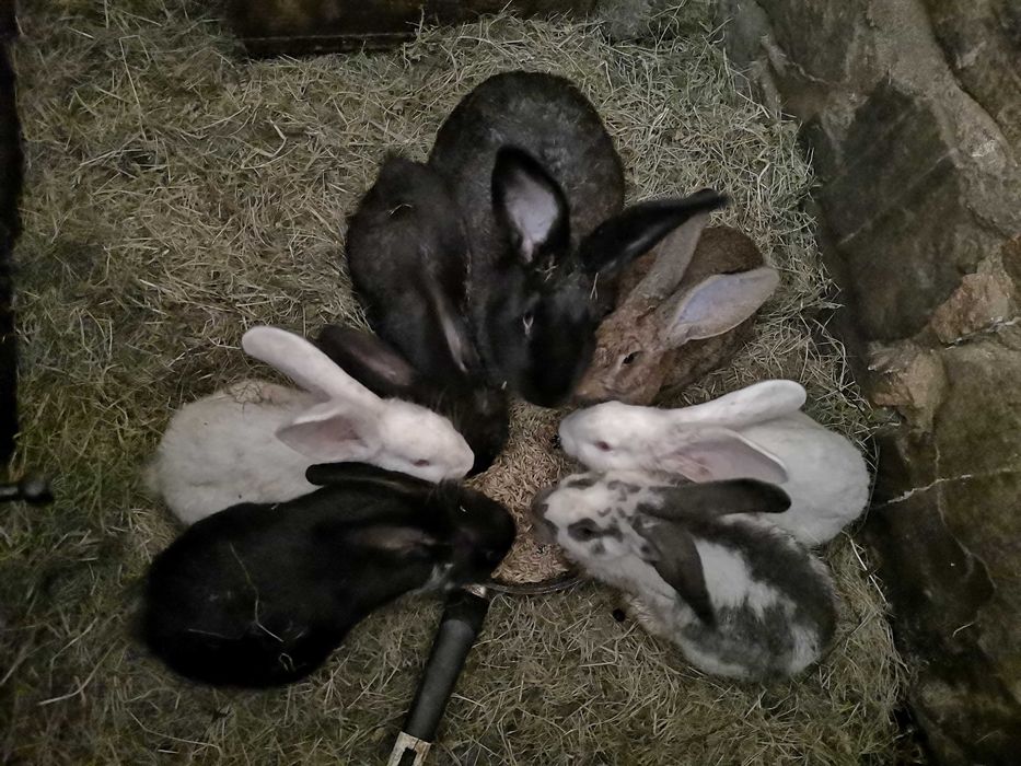 Króliki samice i samice z młodymi