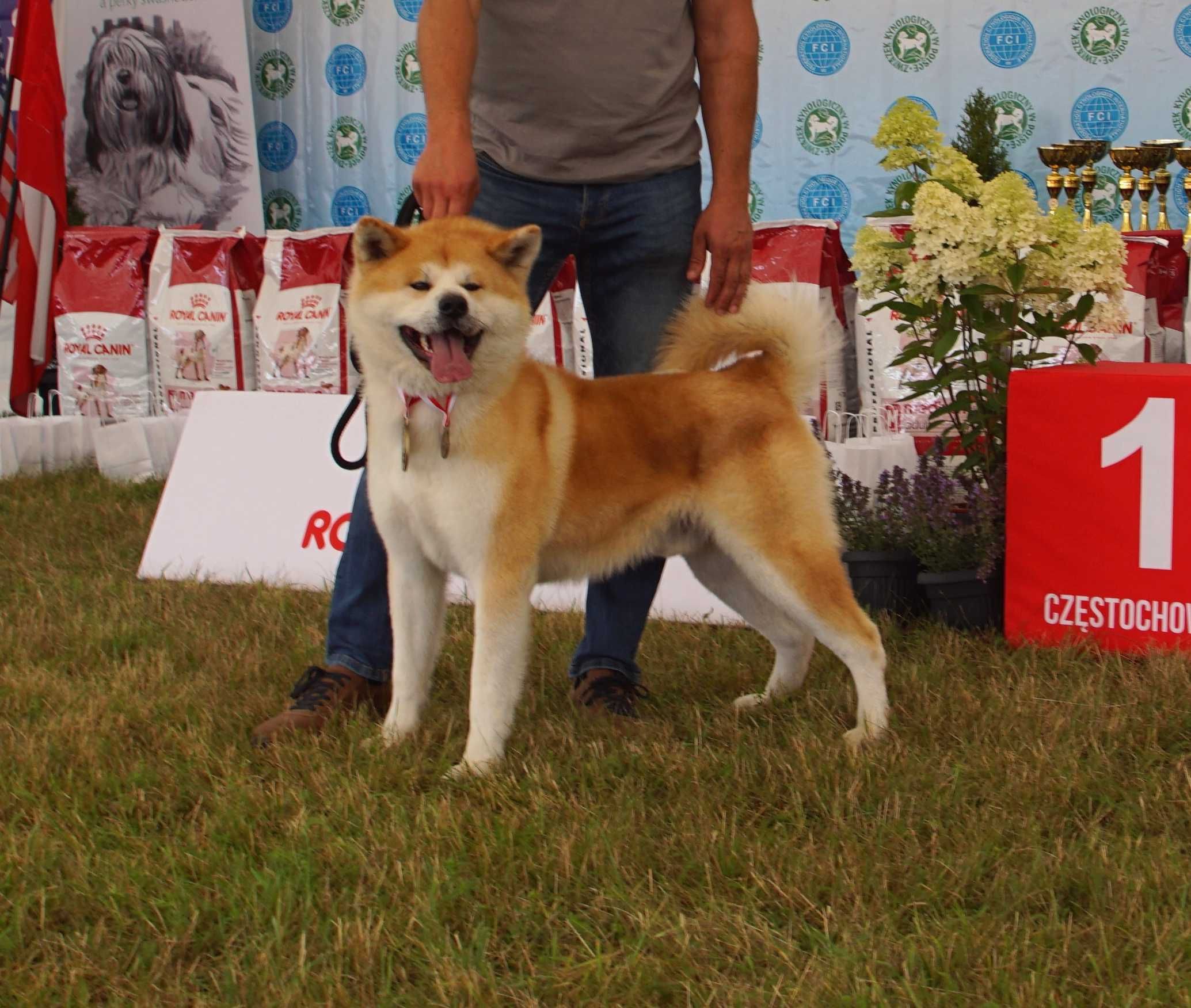 Akita Inu, miot po CHAMPIONIE POLSKI imporcie, ZKwP FCI
