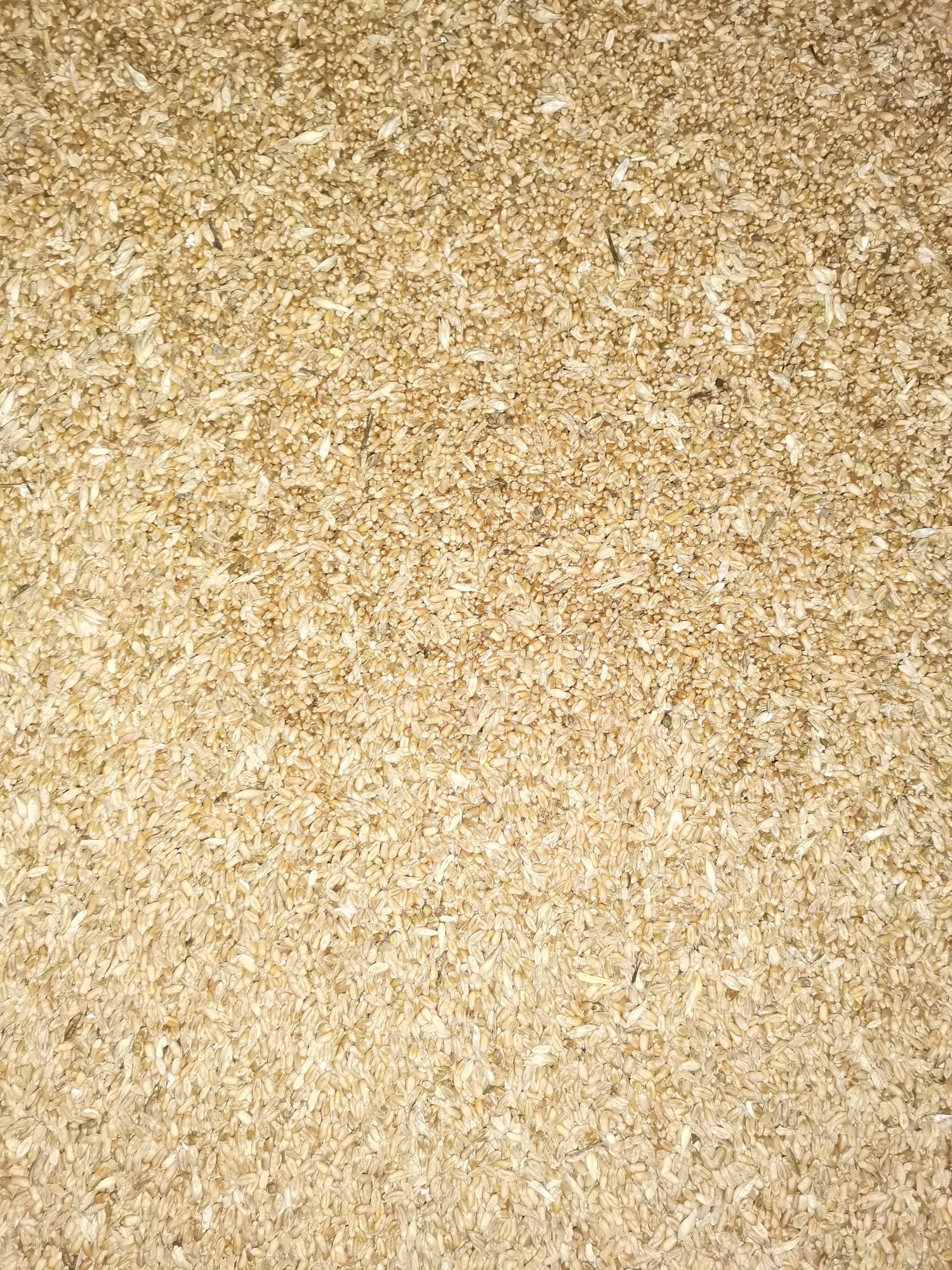 Пшениця, Ячмінь, зерно 3 клас