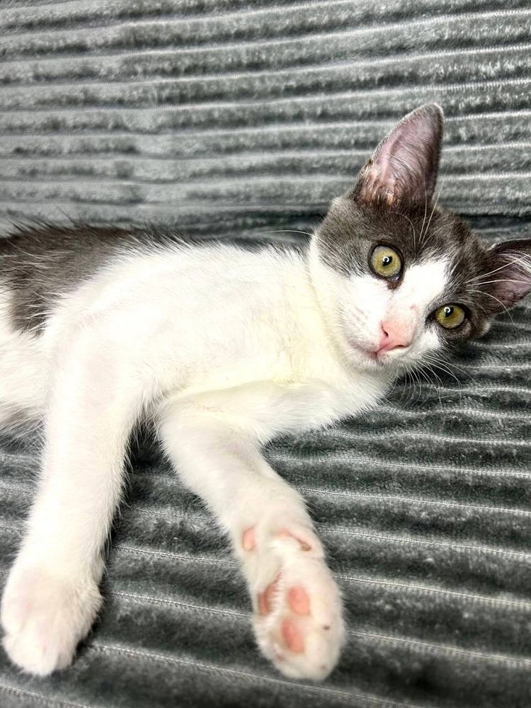 Серце з латкою, душа з муркотінням
