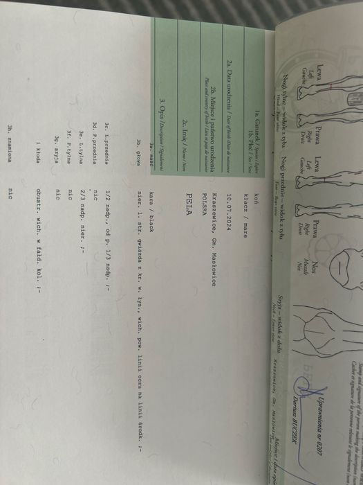 klacze rasy śląskiej z paszportem – wyjątkowe pochodzenie!