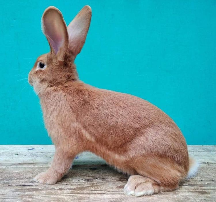 Кролики породи бургундія.