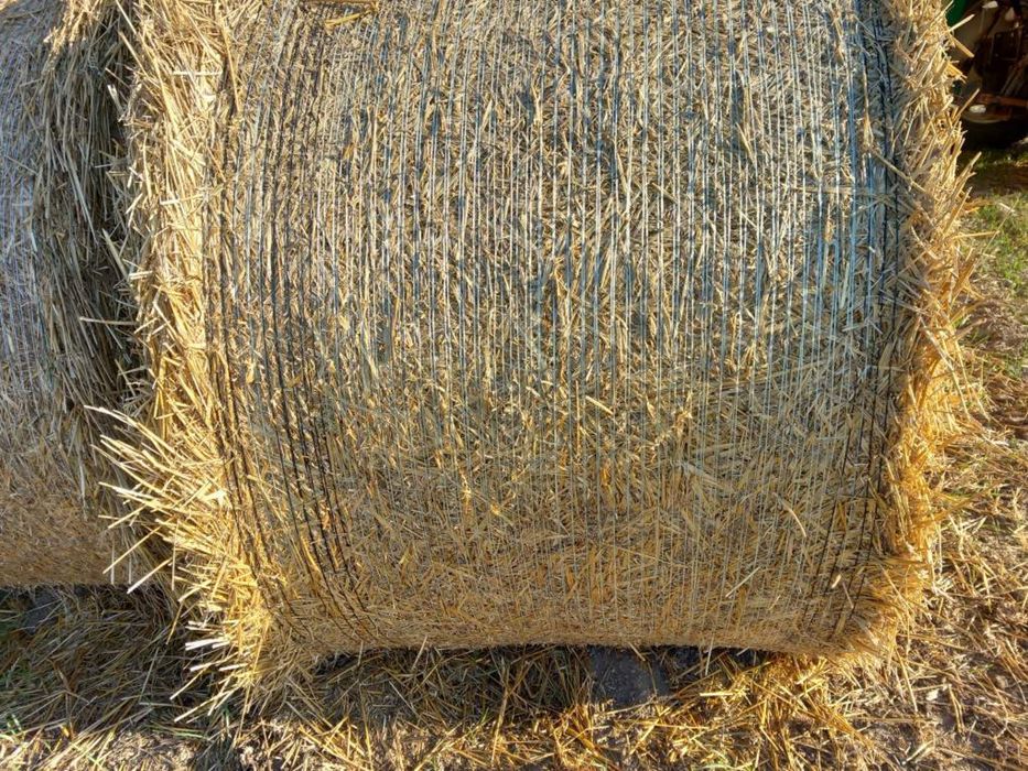 Słoma pszenna 2025 - 120x165 | Baloty pszenne 120x165 - 180 szt.