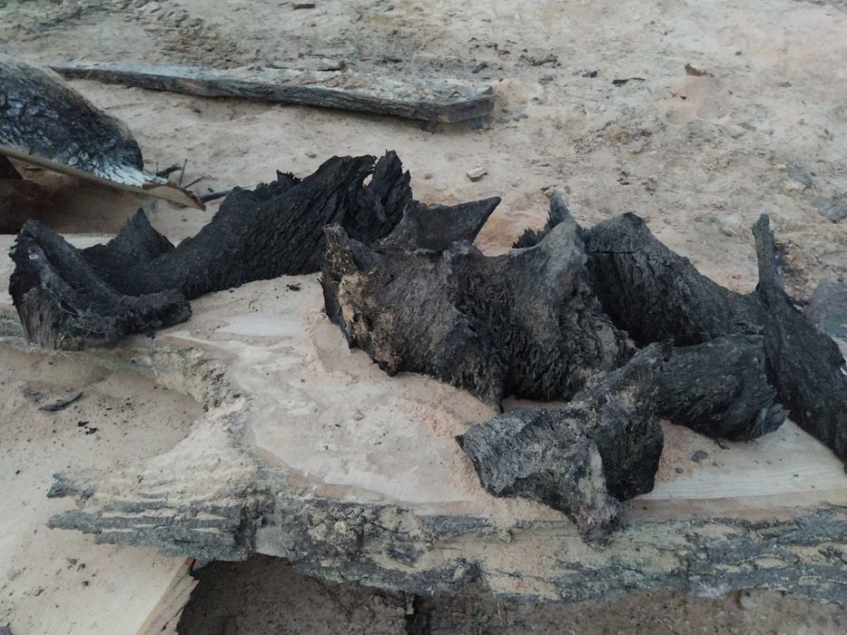 Korzeń do akwarium czarny dąb