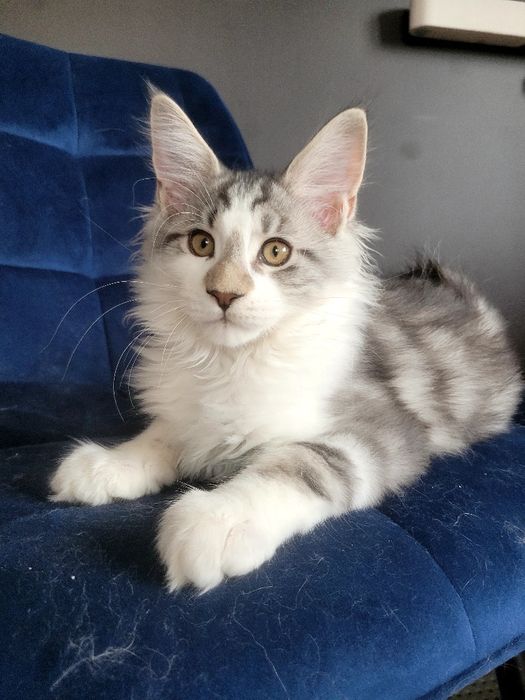 Kotek EROS Bagheera Pl Maine Coon