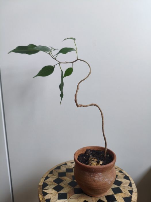 Fikus Benjamina Zestaw (2 szt.) Mini Bonsai + Doniczki Terakota
