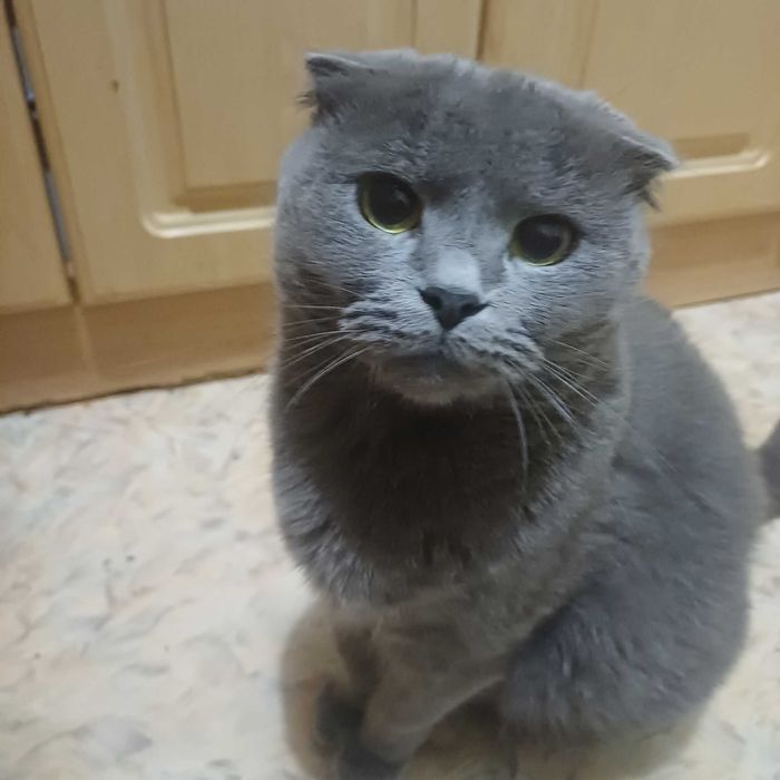 Шотландські котенята