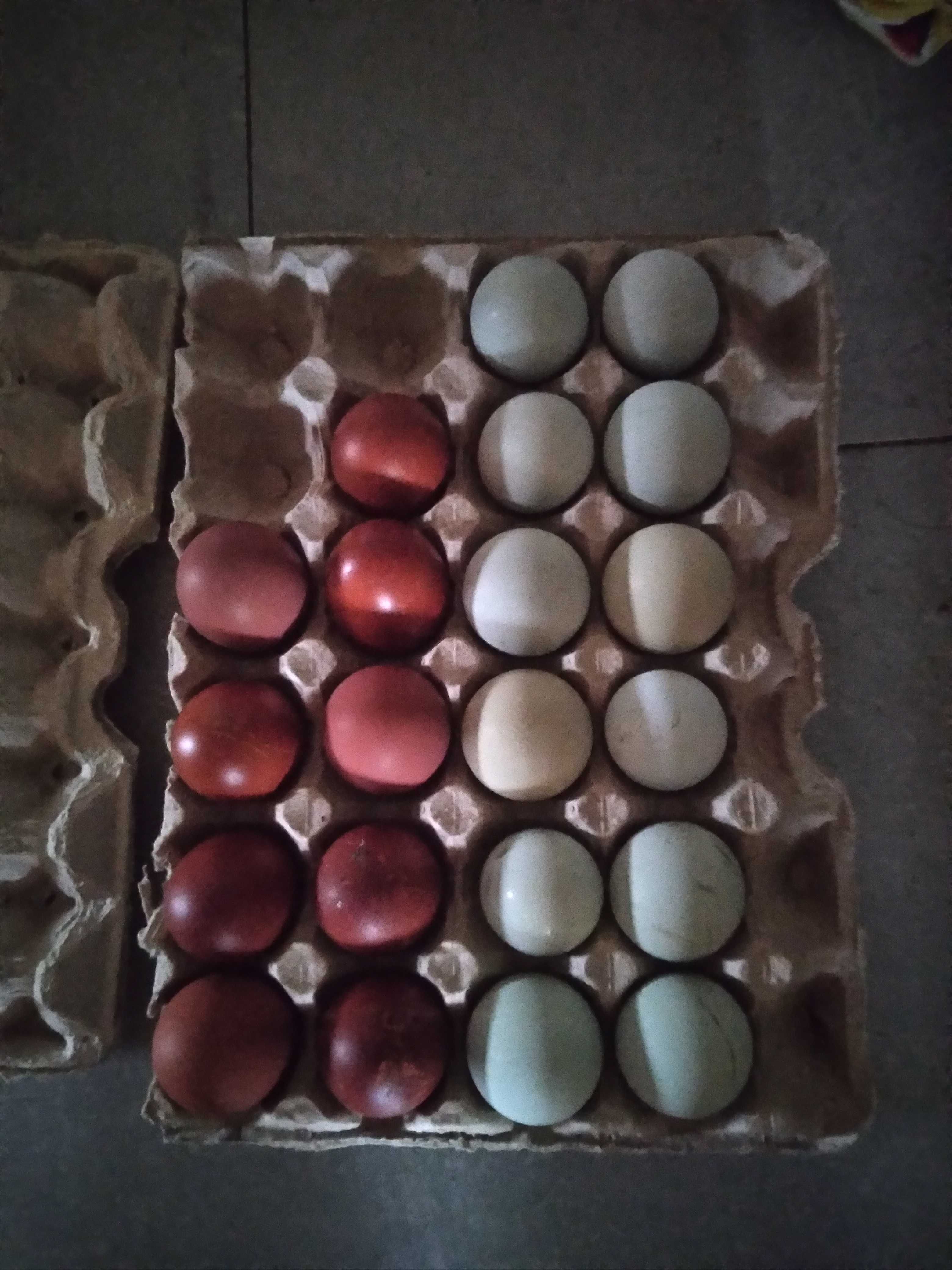 Продам іекубаційні яйця Марана чорно-мідного