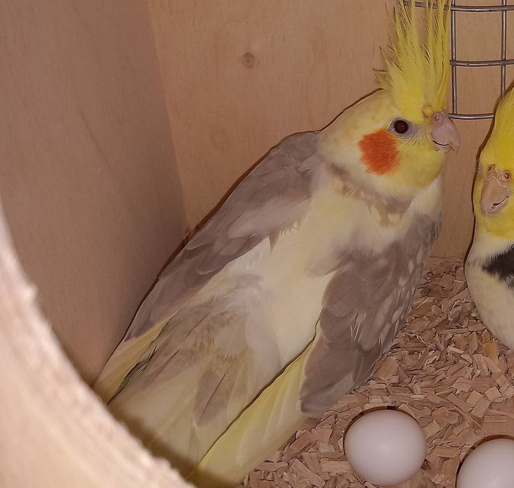 Caturras para criar à mao