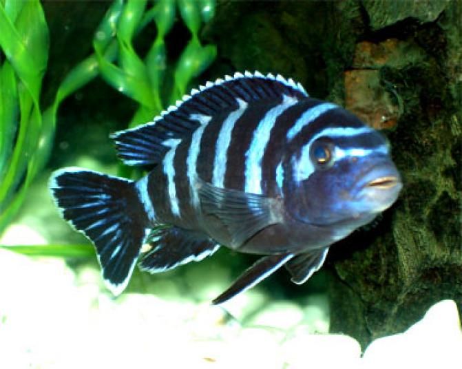 GB MALAWI Pseudotropheus demasoni