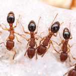 Продам матку Tetramorium bicarinatum с расплодом, + 1 рабочий