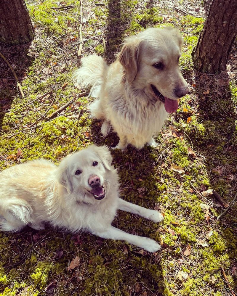 JAZZ - pies w typie rasy golden retriever do adopcji