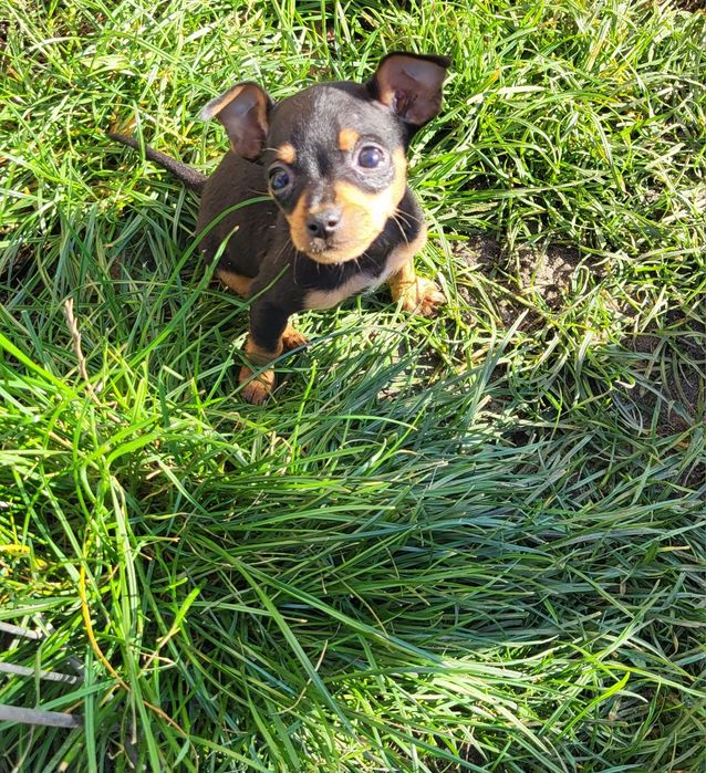 Pinczer miniaturowy suczka