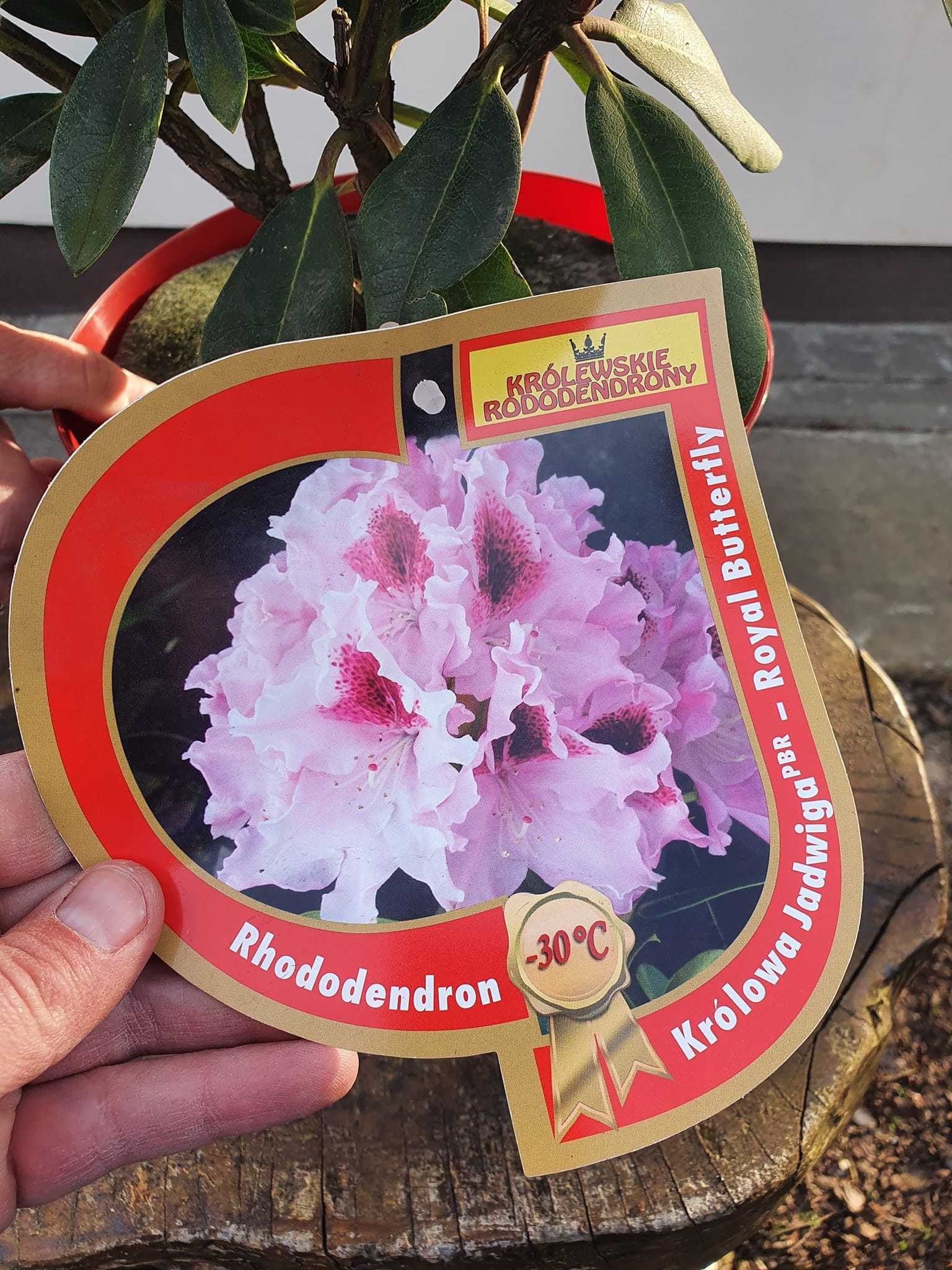 Rododendron różanecznik królewski