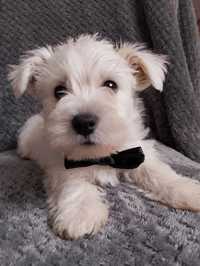 West terrier white