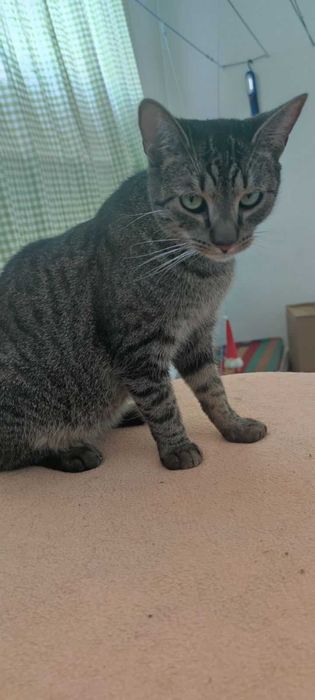 Znalezione Koty szukają domu  !