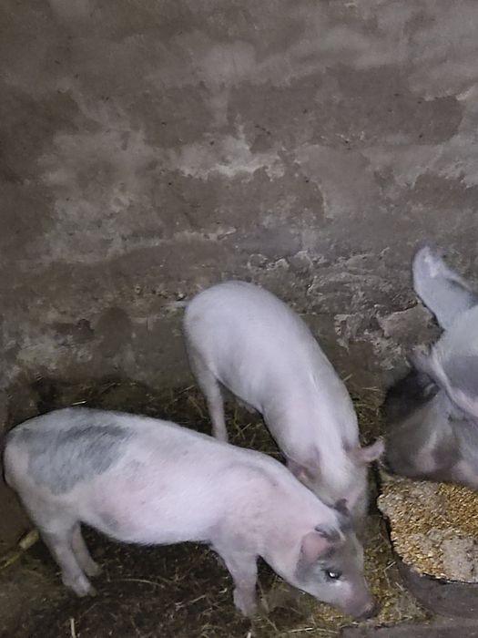 Продам поросят 1,5 міс