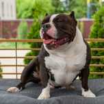 American bully pies
