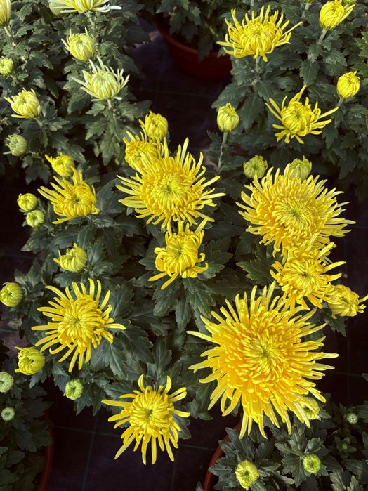 Chryzantema igiełkowa