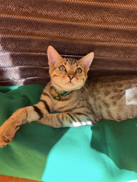 Бенгал Ben n 24 tabby 3 месяца