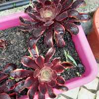 Aeonium "Super Bang" de coleção