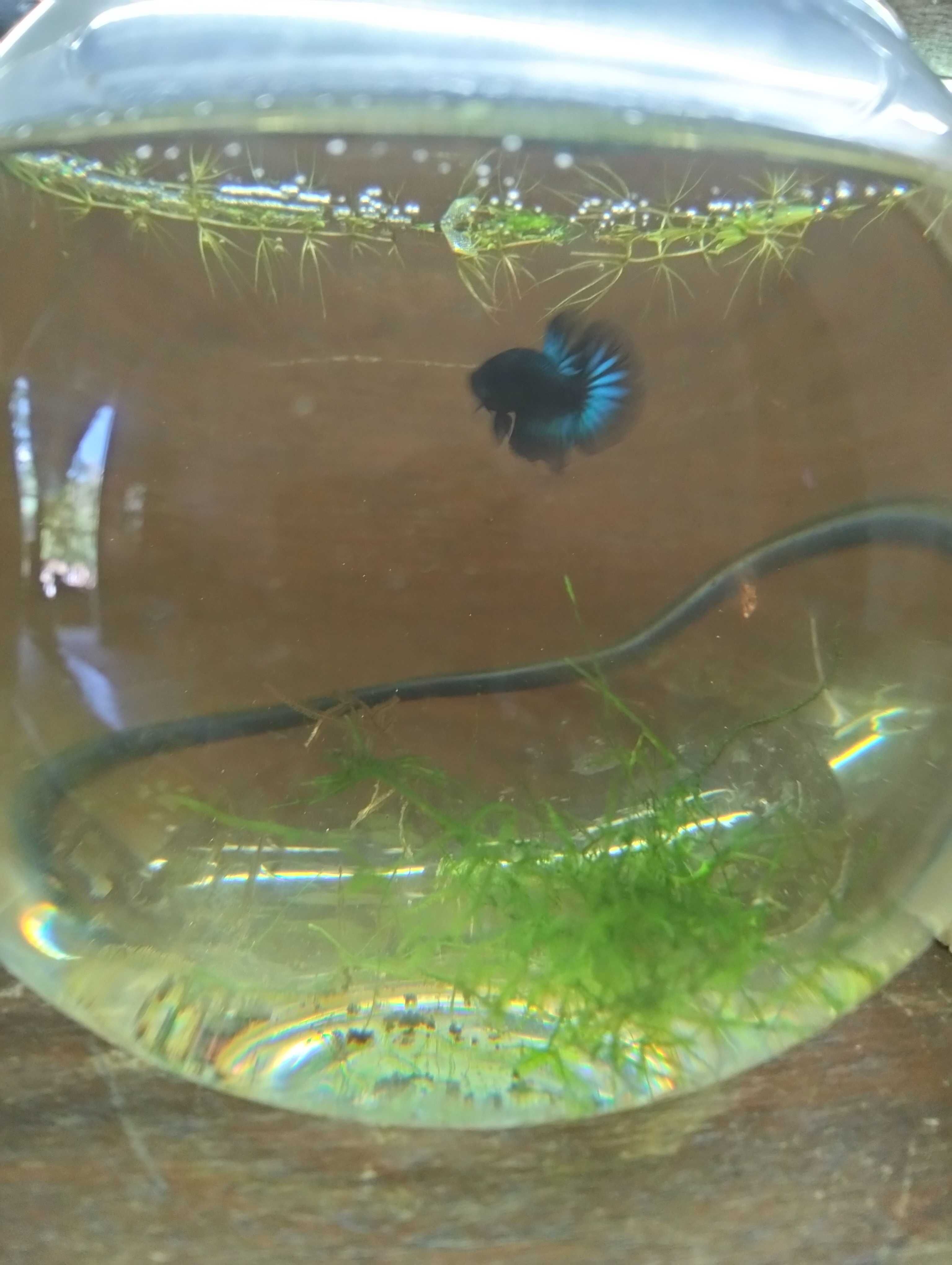 Bettas Machos Ornamentais – Várias Cores e Padrões