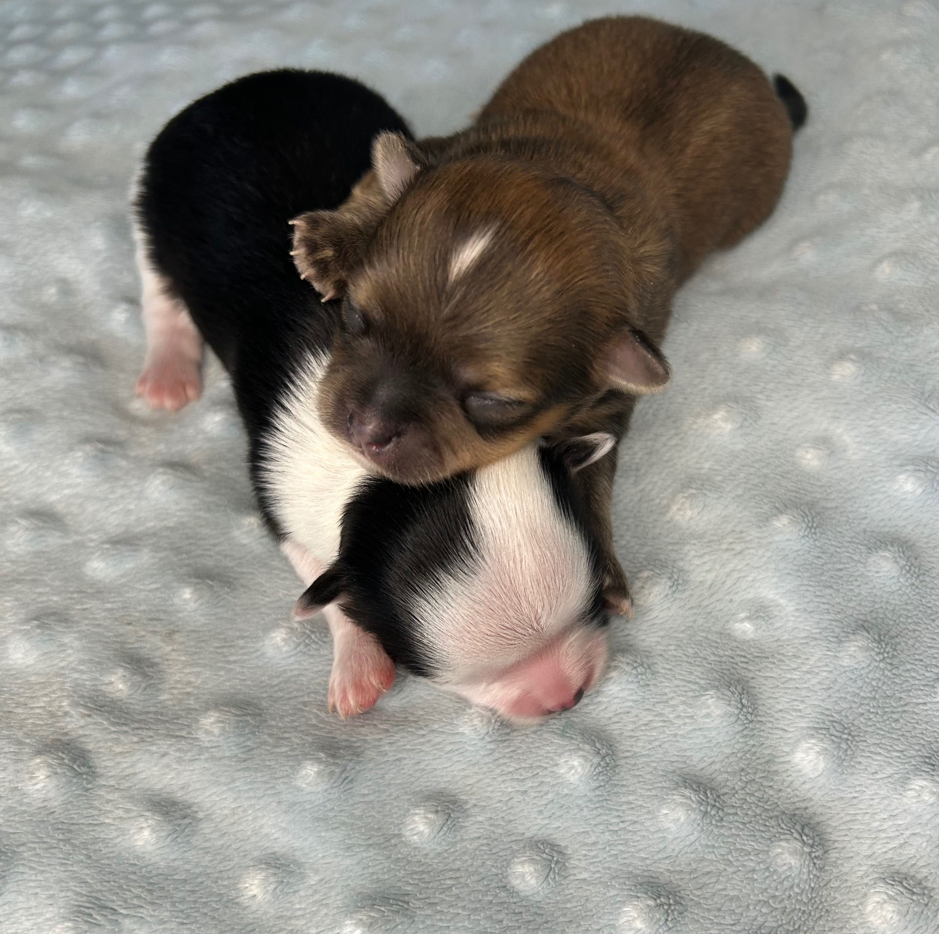 Reproduktor Chihuahua