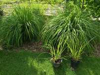 Sadzonki traw, sesleria, rozplenica