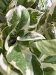 Epipremnum Pearl jade variegata