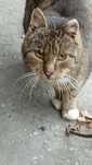 Kot szary do adopcji
