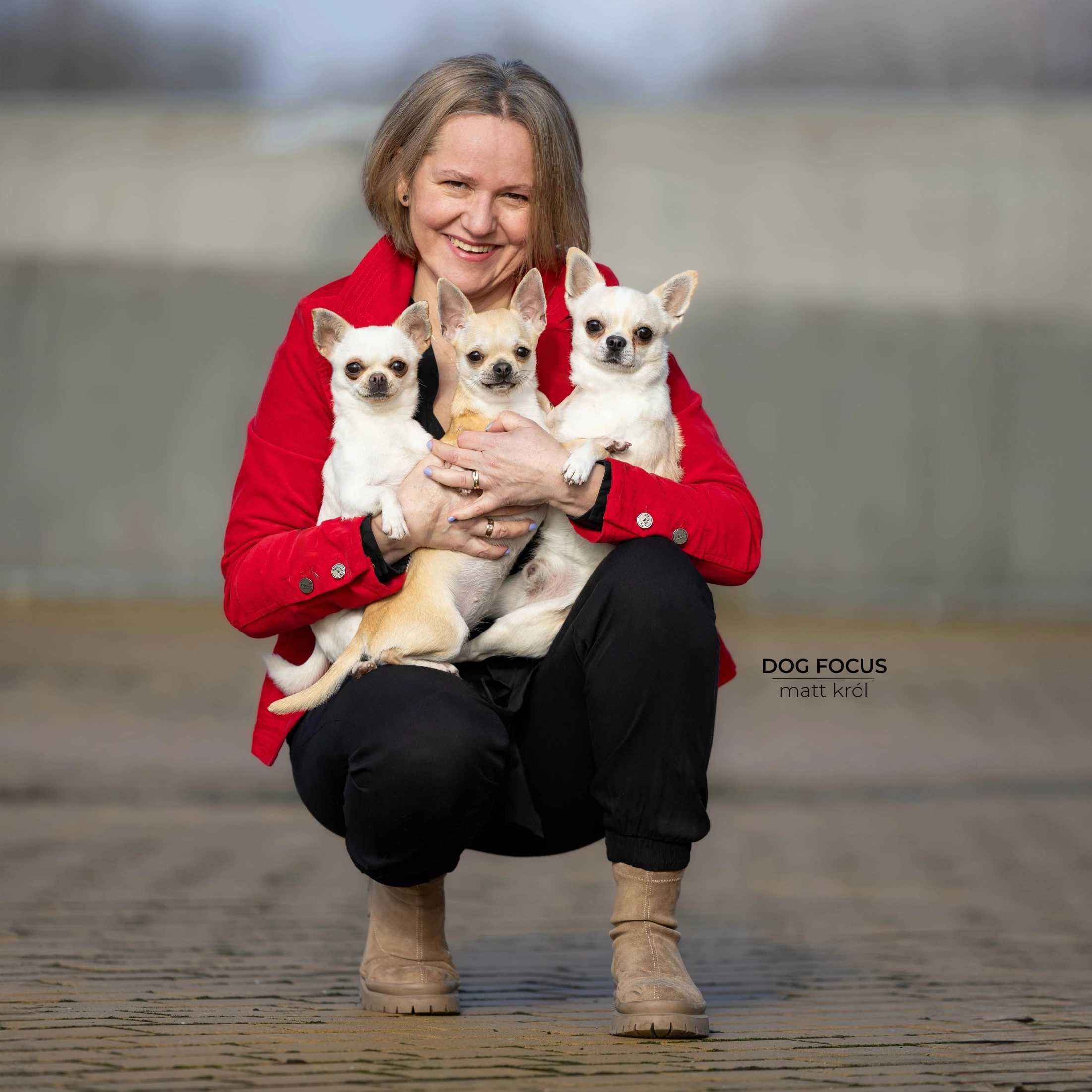 SUCZKA Chihuahua Krótkowłosa po Ch.PL, W-wa