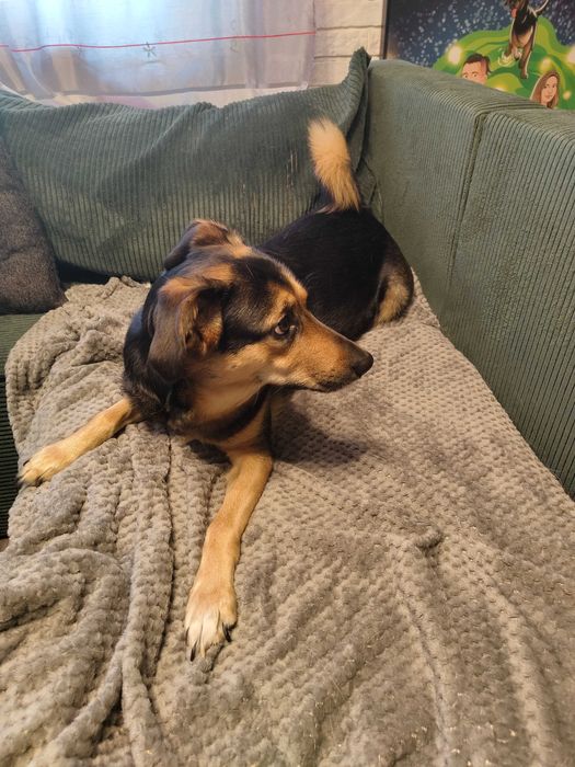 Oddam suczkę do Adopcji, Bajka szuka nowego domu