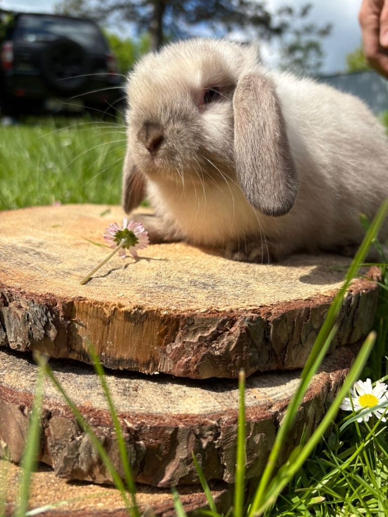 Królik miniaturoay mini lop baranaek karzełek hodowla