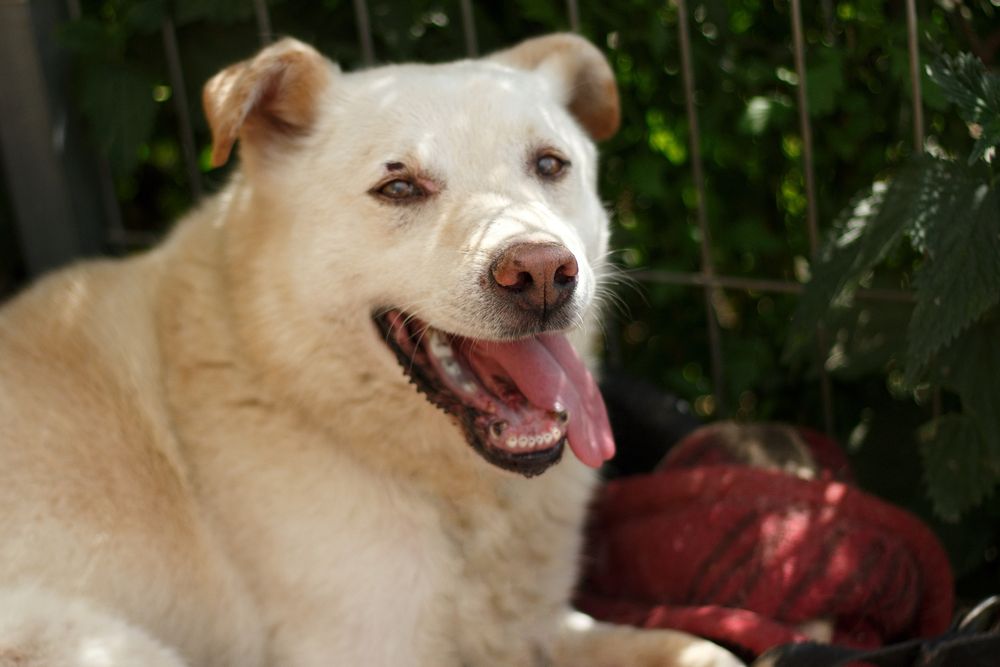 Spokojny Ever czeka na swój domek