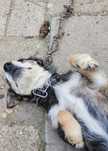 Młodziutka sunia z krowiego łańcucha do adopcji