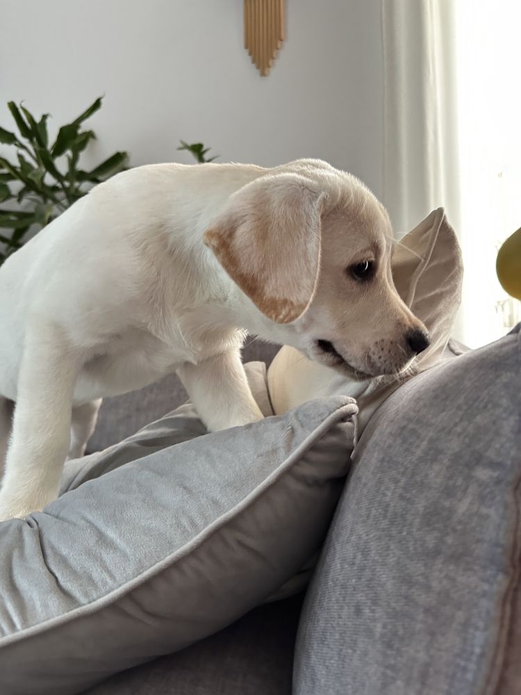 Labrador z rodowodem FCI ZKwP