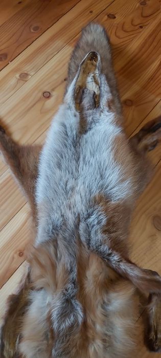 Skóra lisa europejskiego