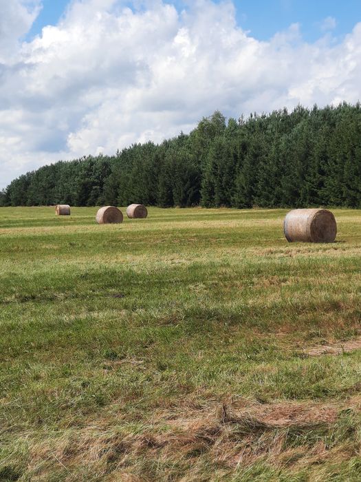 Siano w belach 120x120