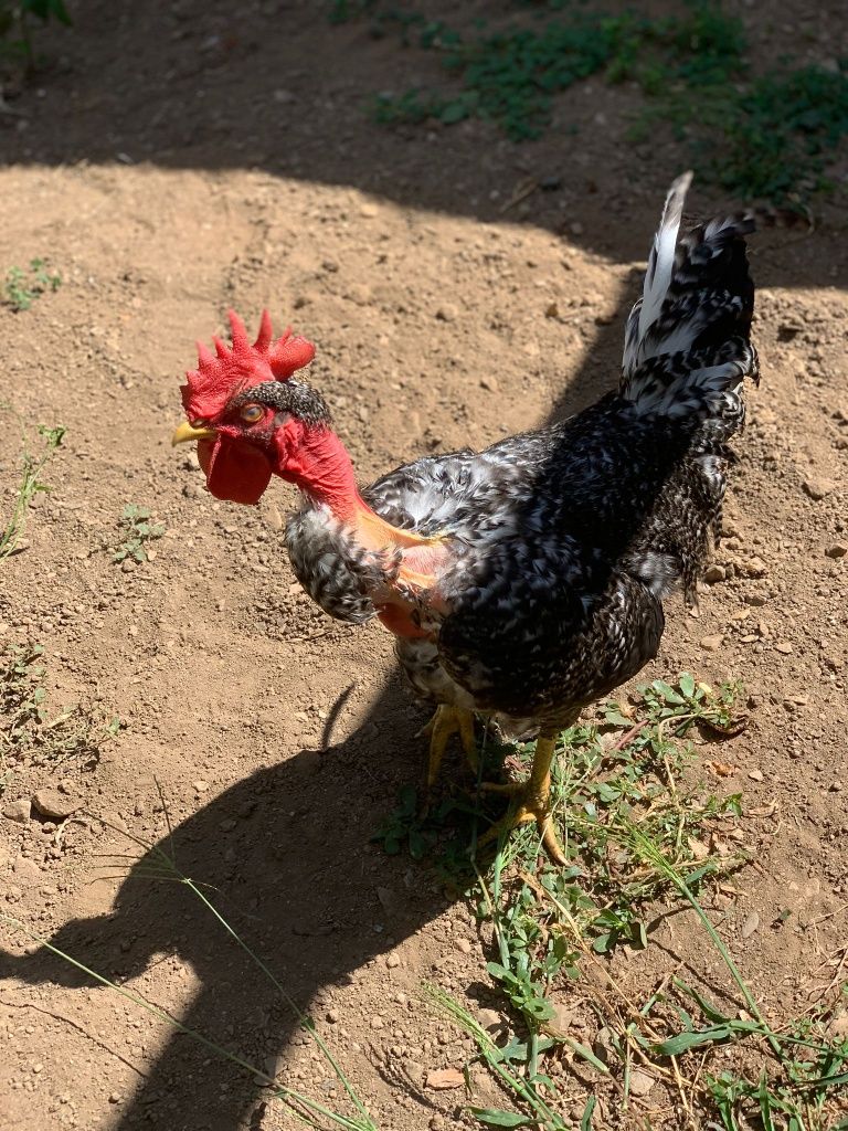 Galo predês pescoço careca