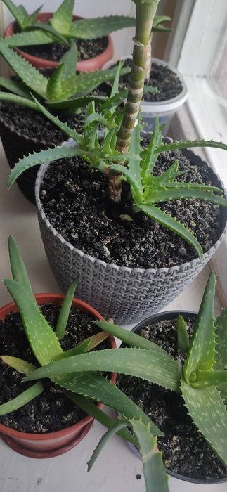 Продам вазони Алоє