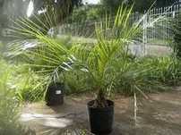 Palmeiras butia capitata