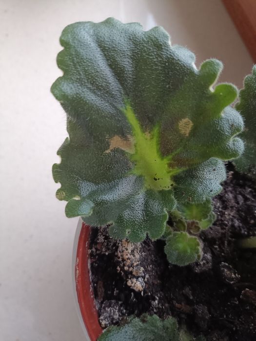 Sadzonka ukorzeniona fiolka / fiołek 1 sztuka