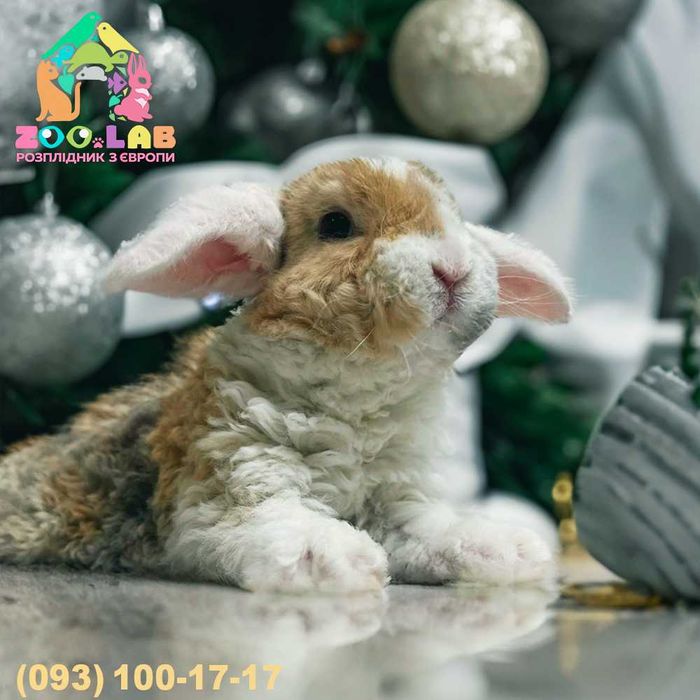 Гіпоаллергенні Нідерландські висловухі карлики, кролик карликовий