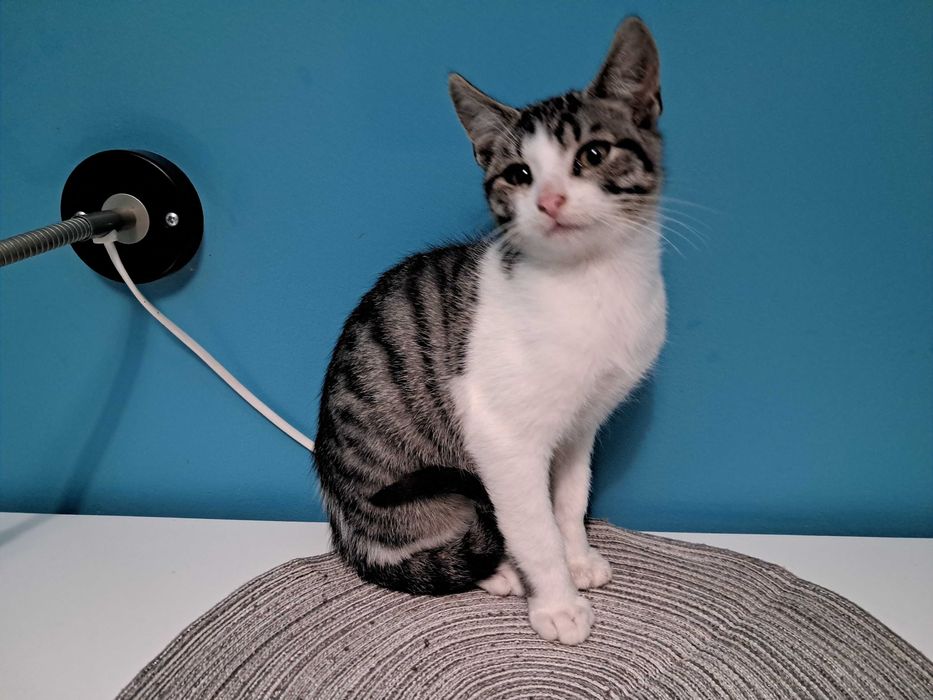 dwa kocurki do adopcji