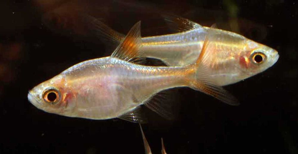 Razbora klinowa odmiana ZŁOTA - Trigonostigma - dowóz, wysyłka