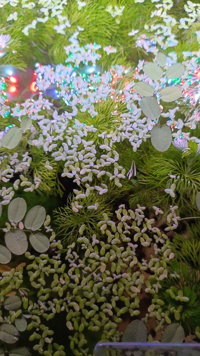 Plantas flutuante para aquário